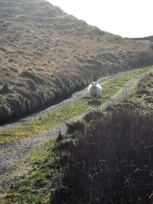 Zipworld Waterfalls Eryri Dogs Welcome 3 Bed Sleeps 5 Blaenau Ffestiniog Esterno foto